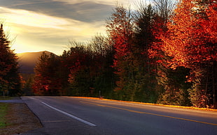 red and white trees painting, photography, nature, landscape, road