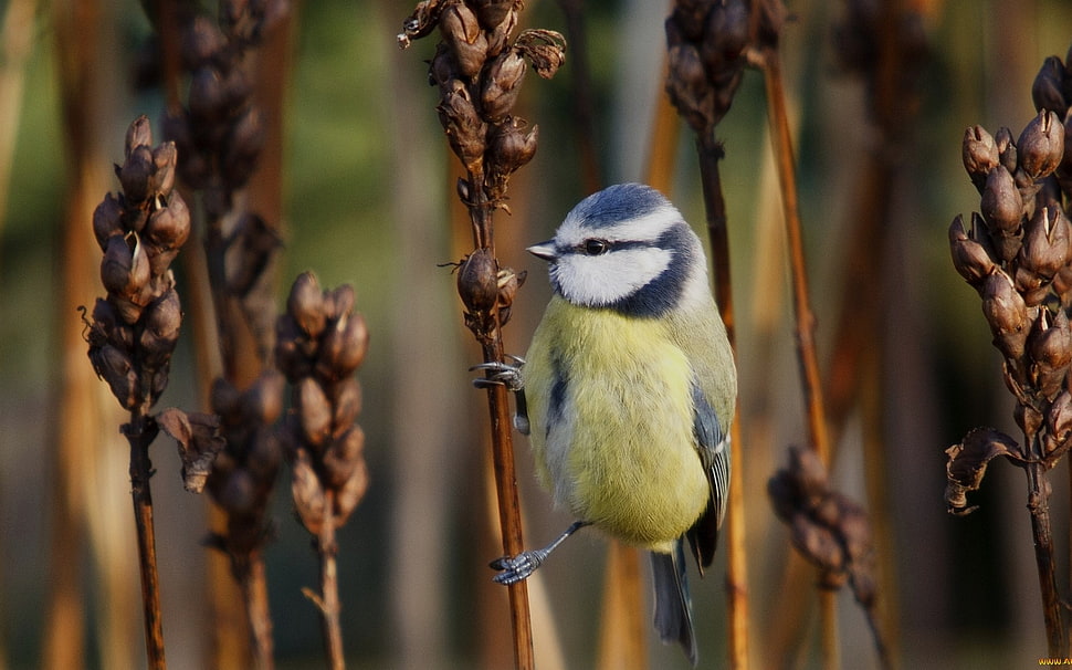 Eurasian blue tit HD wallpaper