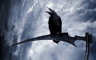 black crow, raven, animals, birds, scythe