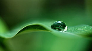 dew drop, green, water drops, macro, water HD wallpaper
