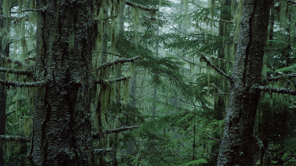 green and brown forest HD wallpaper