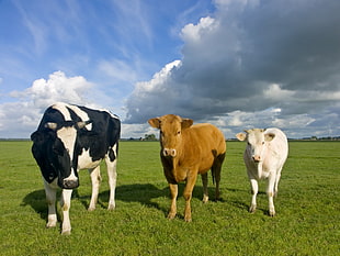 three white, black and brown cows