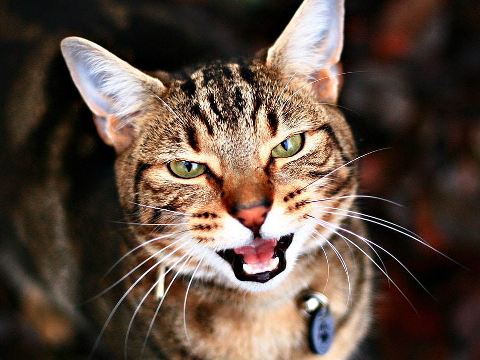 close up photo of Tabby cat HD wallpaper