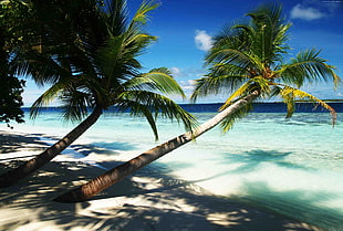 two palm tree beside body of water on the seashort HD wallpaper