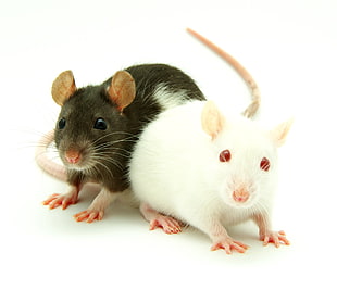 two white-and-black guinea pig, animals, mice