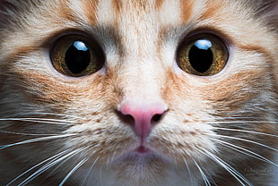 orange tabby cat, cat, animals, closeup, eyes