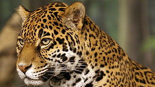 Leopard photo