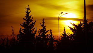 silhouette of trees, nature, sunset, silhouette, trees