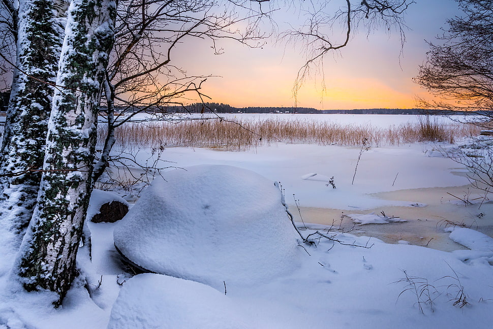 forest covered with snow HD wallpaper