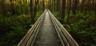 brown wooden bridge between green forest