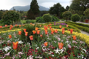 Tulips,  Flowers,  Flowerbed,  Park