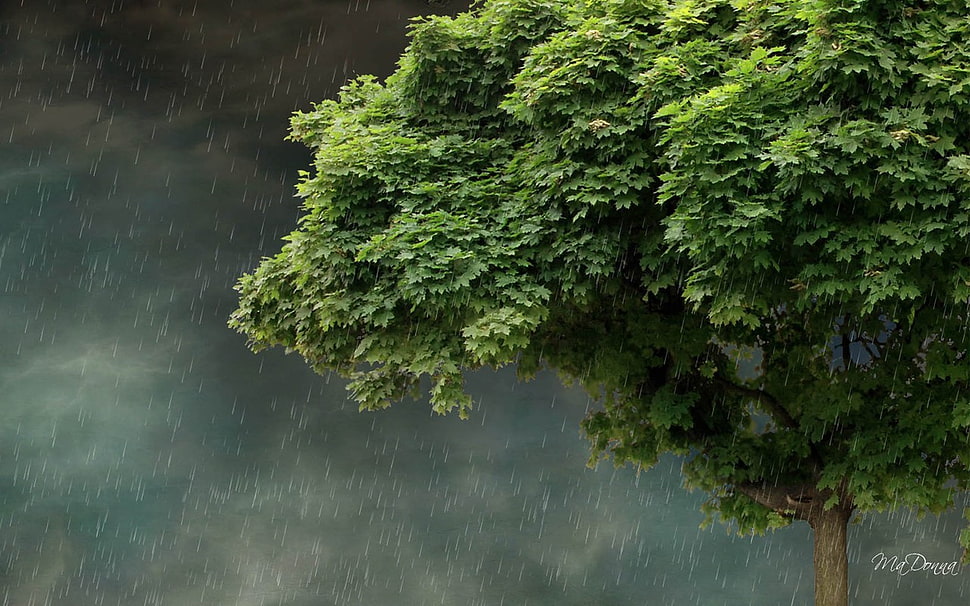 green leafed tree painting, nature HD wallpaper