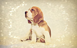 lemon and white Beagle puppy HD wallpaper
