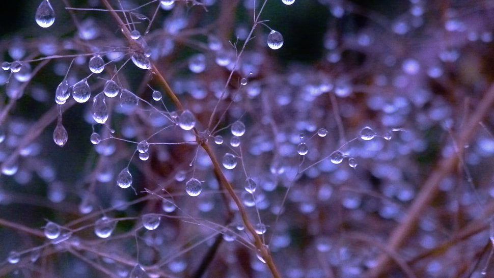 close-up photo of water drops HD wallpaper