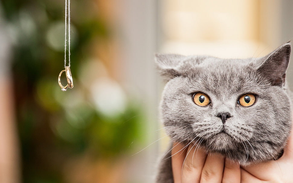 short-fur grey cat, animals, photography, cat, rings HD wallpaper
