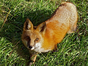 red fox standing on grass field