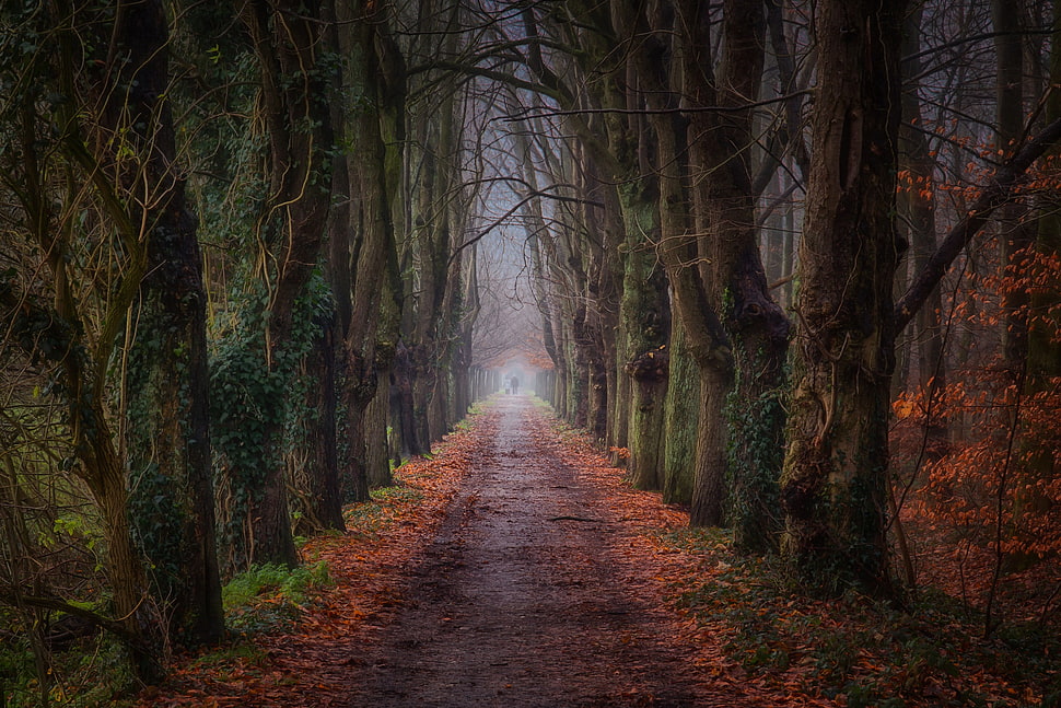 brown and green forest, dark, park, trees, fall HD wallpaper