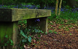 tilt shift lens photography of gray wooden bench