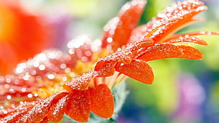 close-up photo of red Gazania flower HD wallpaper