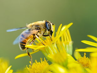 honeybee, Bee, Flower, Pollination HD wallpaper