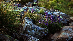 purple clustered flowers near rocks at daytime