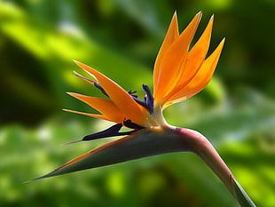 closeup photo of yellow and purple Bird of Paradise flower