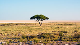 green leafed tree, nature, Namibia, trees, landscape HD wallpaper