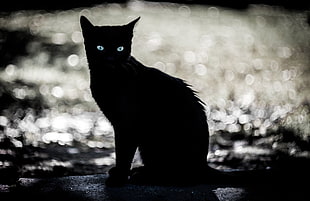black cat clip art, eyes, dark, animals, cat
