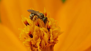 tilt photo of bee on flower, halictidae HD wallpaper