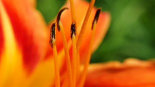 yellow and red pistil flower, tiger lily