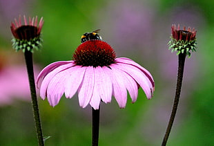 honey bee on top of purple petaled flower