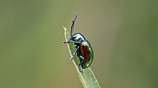 green metallic beetle perched on green leaf, leaf beetle