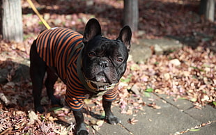 short-coat black puppy with orange and black stripe shirt