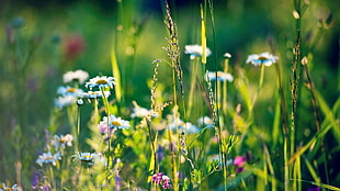 depth of field photography of Daisy flowers and grasses
