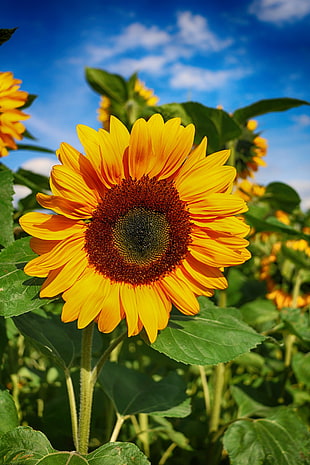Sunflower flower close-up photography HD wallpaper