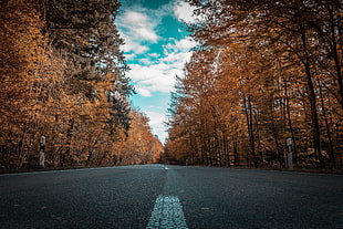 Road,  Autumn,  Trees HD wallpaper