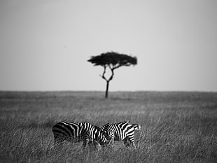 grayscale photo of two zebras on linear grass field