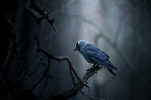 tilt lens photography of blue bird on wood branch, jackdaw
