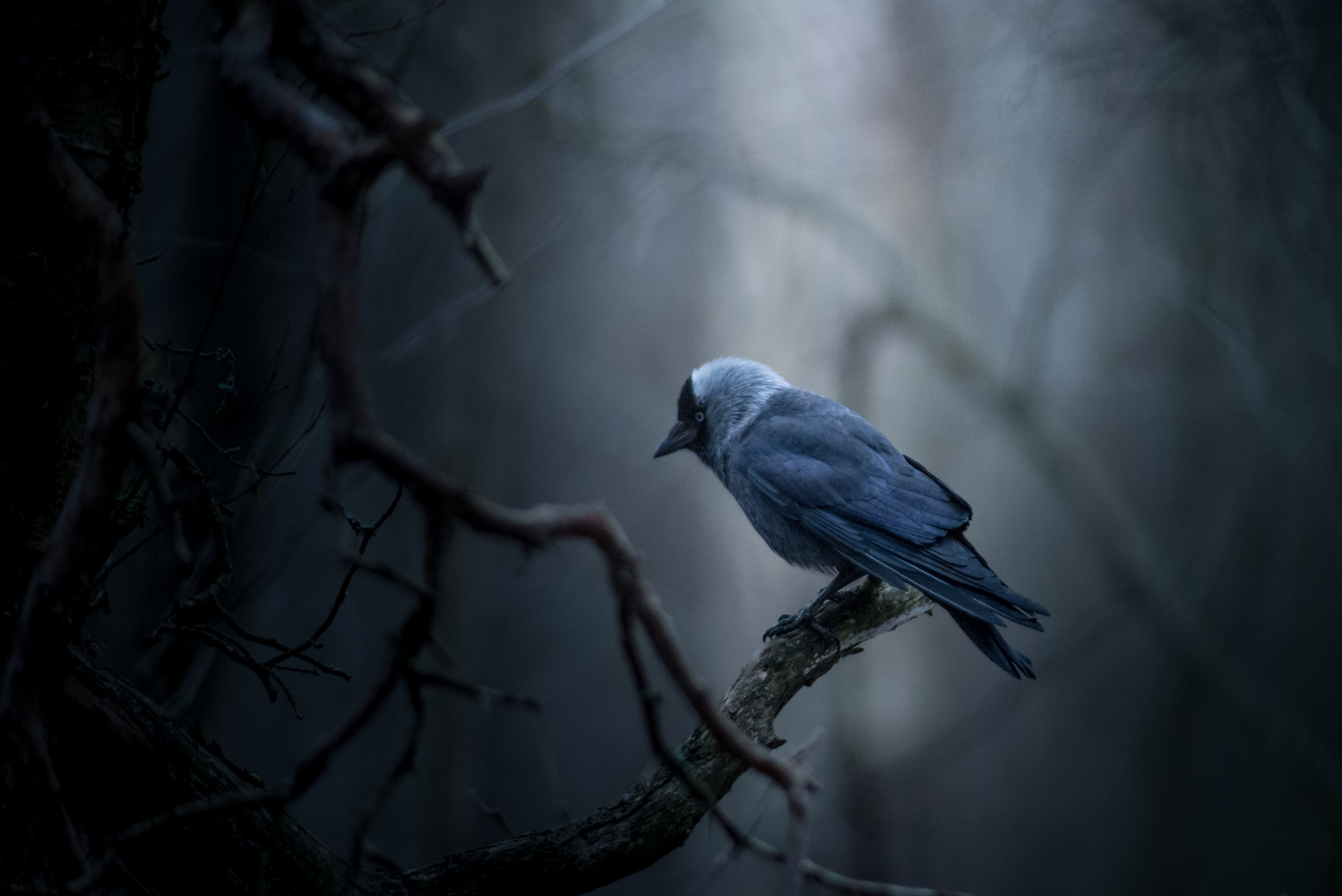Синяя ворона читать. Синяя Галка птица. Птицы в лесу. Синий ворон. Птица на ветке.