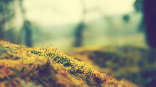 macro shot photography of brown and green plant