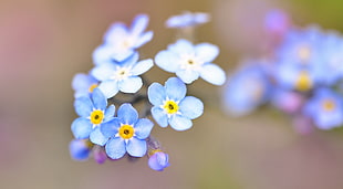 shallow focus photography of blue and yellow flowers HD wallpaper