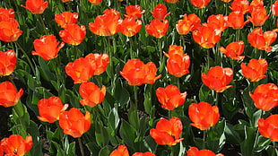 orange tulips field at daytime HD wallpaper