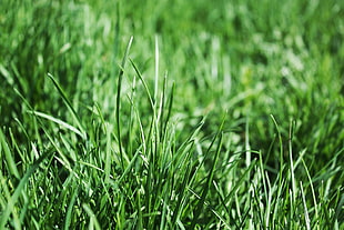 selective focus photographed of green grasses