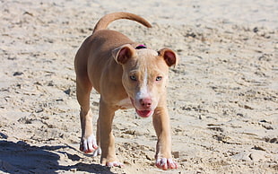 fawn American Pit Bull Terrier dog