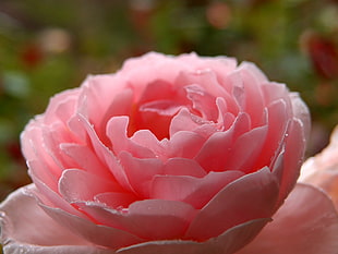 pink Peony closeup photo, rose