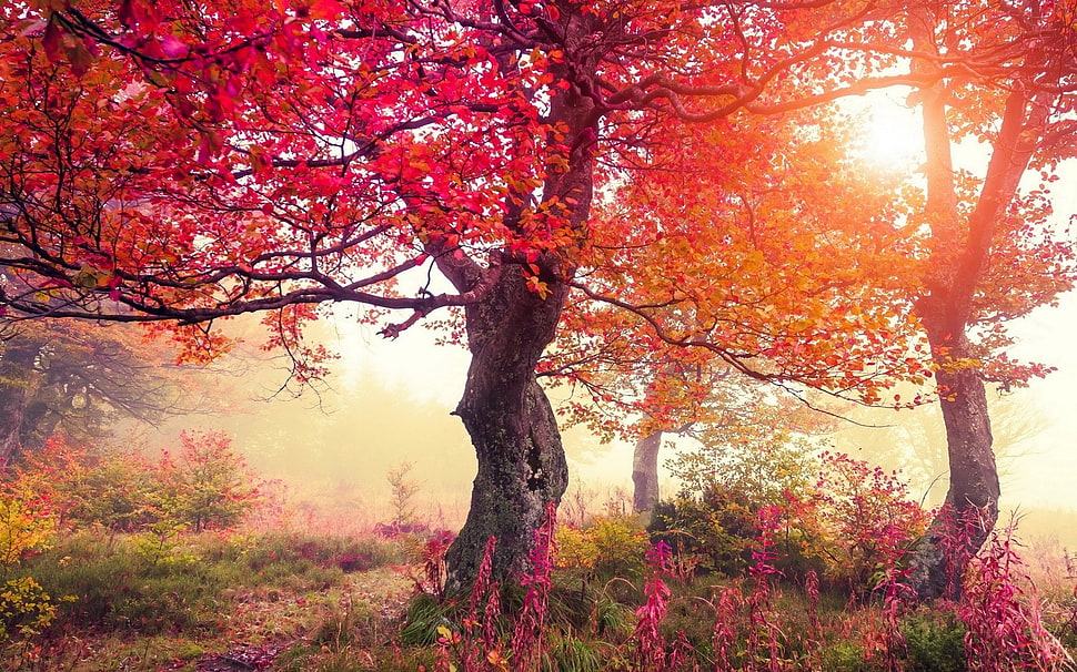 two brown and red trees, nature, fall, trees HD wallpaper