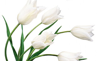 white tulip flowers HD wallpaper