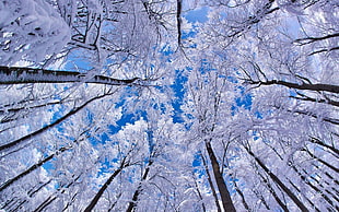 white leaf trees low-high photography