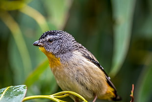close up photo of a brown and black small-beaked bird on green plant, spotted pardalote HD wallpaper