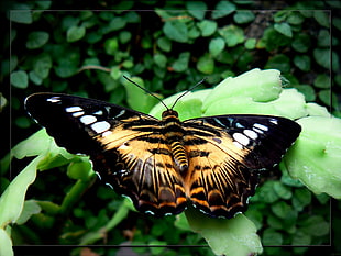 brown, black, and white butterfly, insect, butterfly, animals